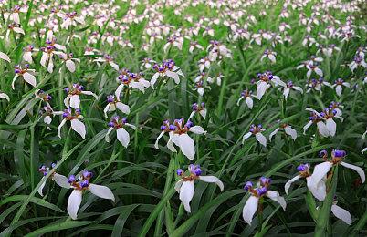 《拳皇15》确定将开发新DLC 细节将在2024年EVO上公布